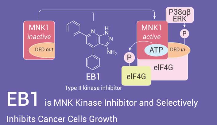 EB1 is A MNK Kinase Inhibitor 2023 0327 - EB1 is a MNK Kinase Inhibitor and Selectively Inhibits the Growth of Cancer Cells