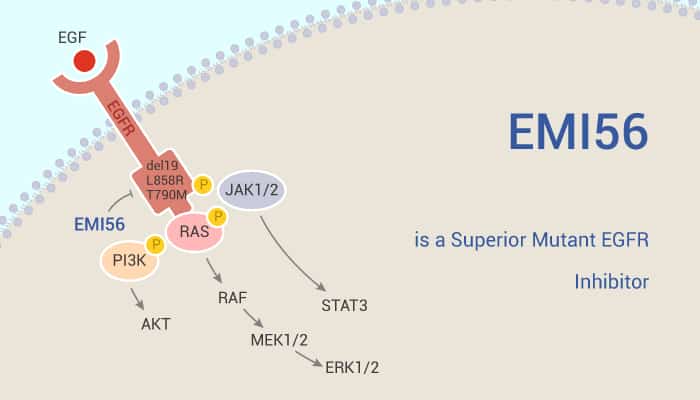 EMI56 is a Superior Mutant EGFR Inhibitor 2020 12 19 - EMI56 is a Superior Mutant EGFR Inhibitor