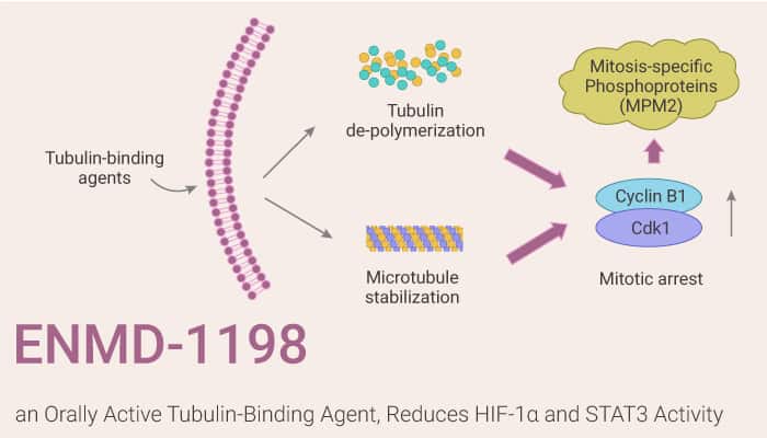 ENMD 1198 an Orally Active Tubulin Binding Agent Reduces HIF 1α and STAT3 Activity 2021 03 06 - ENMD-1198, an Orally Active Tubulin-Binding Agent, Reduces HIF-1α and STAT3 Activity