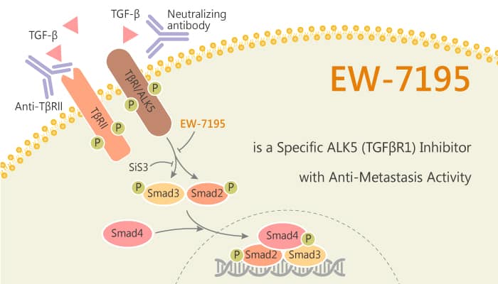 EW 7195 is a Specific ALK5 TGFβR1 Inhibitor with Anti Metastasis Activity 2020 07 28 - EW-7195 is a Specific ALK5 (TGFβR1) Inhibitor with Anti-Metastasis Activity