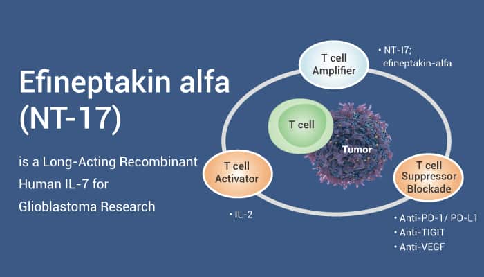 Efineptakin alfa is A Human IL 7 2023 0207 - Efineptakin alfa (NT-17) is a Long-Acting Recombinant Human IL-7 for Glioblastoma Research