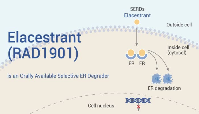 Elacestrant RAD1901 is an Orally Available Selective ER Degrader 2022 0220 - Elacestrant (RAD1901) is an Orally Available Estrogen Receptor Degrader