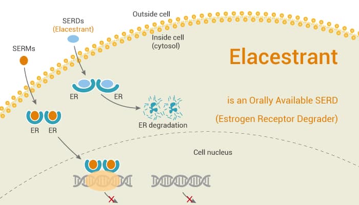 Elacestrant is an Orally Available SERD Estrogen Receptor Degrader 2021 06 08 - Elacestrant is an Orally Available SERD (Estrogen Receptor Degrader )