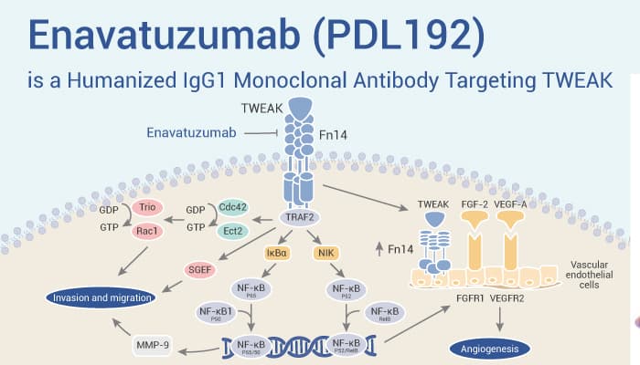 Enavatuzumab is An TWEAK Antibody 2023 0114 - Enavatuzumab (PDL192) is a Humanized IgG1 Monoclonal Antibody Targeting TWEAK