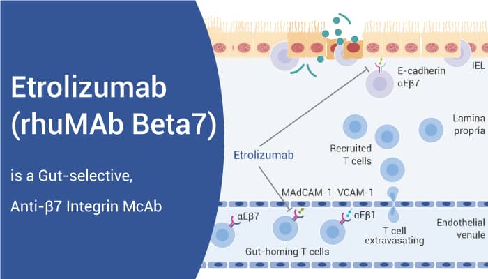 Etrolizumab is An Integrin McAb 2022 1031 - Etrolizumab is a Gut-selective, Anti-β7 Integrin McAb for Inflammatory Bowel Disease (IBD) Research