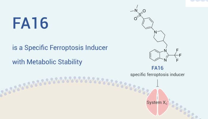 FA16 IS aN ferroptosis inducer 2023 015 - FA16 is a Specific Ferroptosis Inducer with Metabolic Stability