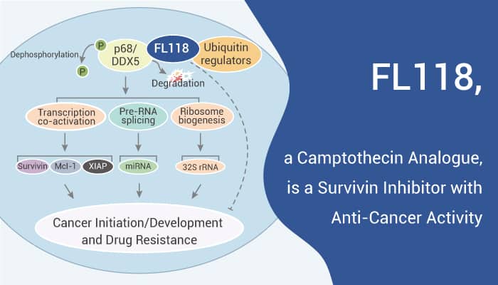 FL118 - FL118, a Camptothecin Analogue, is a Survivin Inhibitor with Anti-Cancer Activity