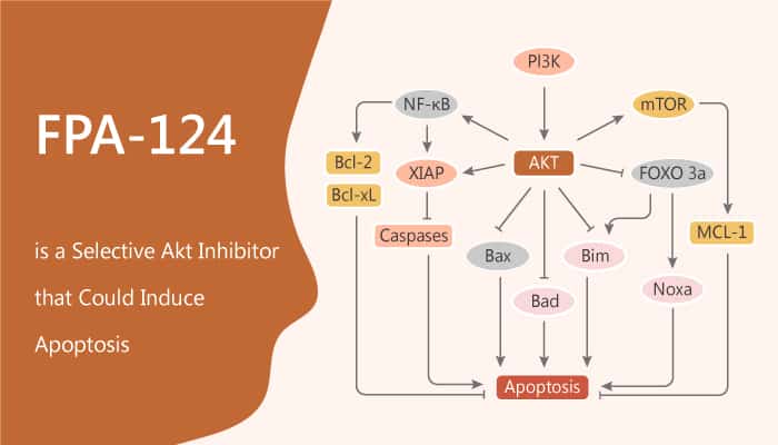 FPA 124 is a Selective Akt Inhibitor and Induces Apoptosis 2019 12 31 - FPA-124 is a Selective Akt Inhibitor and Induces Apoptosis