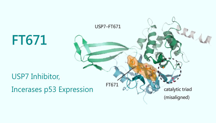 FT671 USP7 Inhibitor Increases p53 Expression 2019 05 06 - FT671, a USP7 Inhibitor, Increases p53 Expression