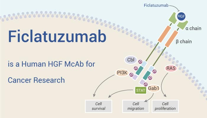 Ficlatuzumab is An HGF McAb 2022 1014 - Ficlatuzumab is a Human Hepatocyte Growth Factor (HGF) McAb