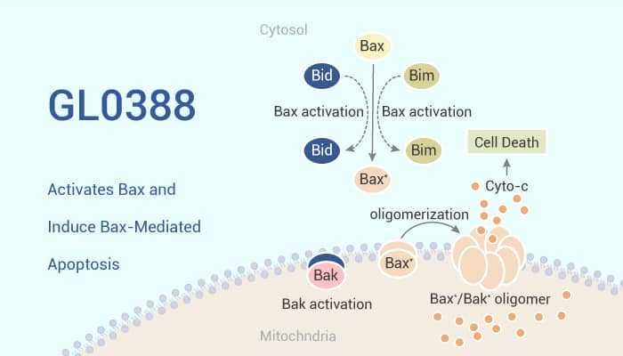 GL0388 Activates Bax and Induce Bax Mediated Apoptosis 2021 07 13 - GL0388 Activates Bax and Induce Bax-Mediated Apoptosis