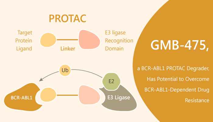 GMB 475 a BCR ABL1 Inhibitor Based on PROTAC Has Potential to Overcome BCR ABL1 Dependent Drug Resistance 2019 08 30 - GMB-475, a BCR-ABL1 Inhibitor Based on PROTAC, Has Potential to Overcome BCR-ABL1-Dependent Drug Resistance