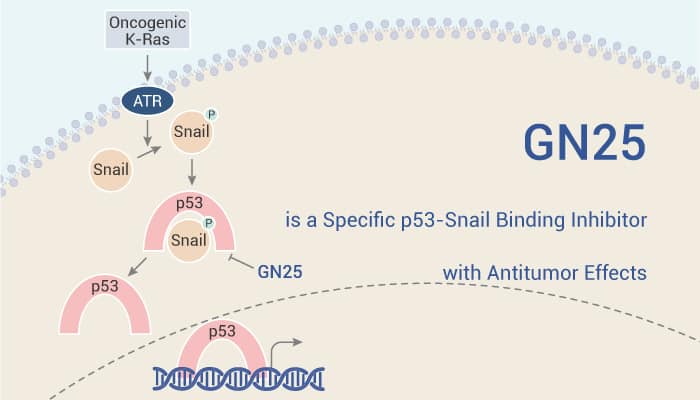 GN25 a P53 Inhibitor 2022 1117 - GN25 is a Specific p53-Snail Binding Inhibitor with Antitumor Effects