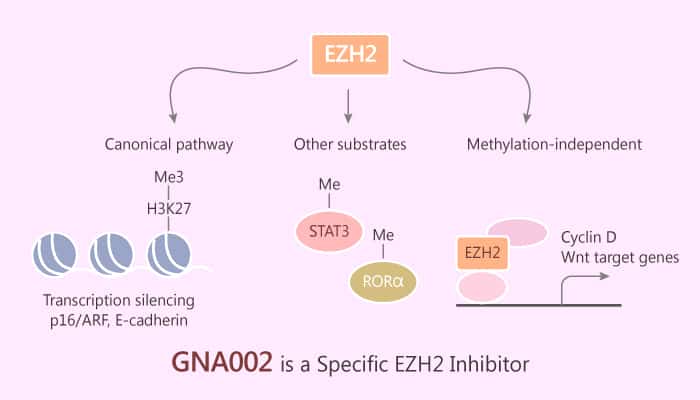 GNA002 a Specific EZH2 Inhibitor Suppresses H3K27Me3 and Effectively Reactivates PRC2 Silenced Tumor Suppressor Genes 2019 08 19 - GNA002, a Specific EZH2 Inhibitor, Suppresses H3K27Me3 and Effectively Reactivates PRC2-Silenced Tumor Suppressor Genes
