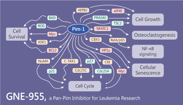 GNE 955 a Pan Pim Inhibitor for Multiple Myeloma and Leukemia Research 2019 05 16 - GNE-955 is a Potent Pan-Pim Inhibitor for Multiple Myeloma and Leukemia Research