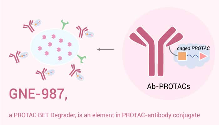 GNE 987 a BET PROTAC Degrader is the First PROTAC Antibody CLL1 Conjugate 2020 11 21 - GNE-987, a BET PROTAC Degrader, is a Part of PROTAC-Antibody (CLL1) Conjugate for ADC