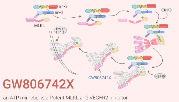 GW806742X an ATP mimetic is a Potent MLKL and VEGFR2 Inhibitor 2021 03 05 - GW806742X, an ATP mimetic, is a Potent MLKL and VEGFR2 Inhibitor
