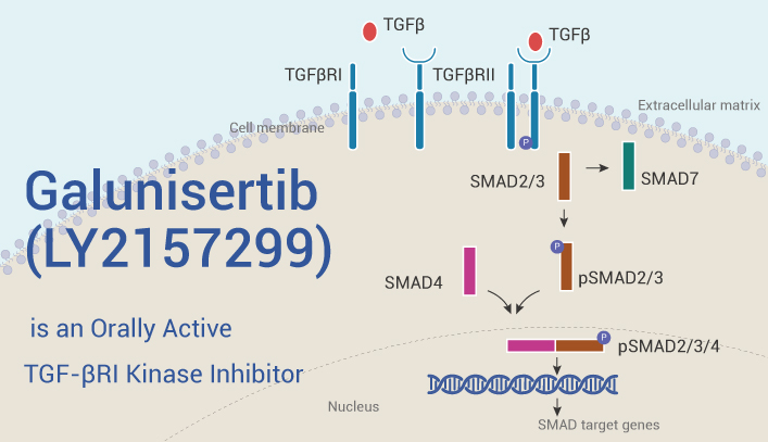 Galunisertib is An TGFβ Inhibitor 2023 0423 - Galunisertib (LY2157299) is an Oral Active TGF-βRI Kinase Inhibitor