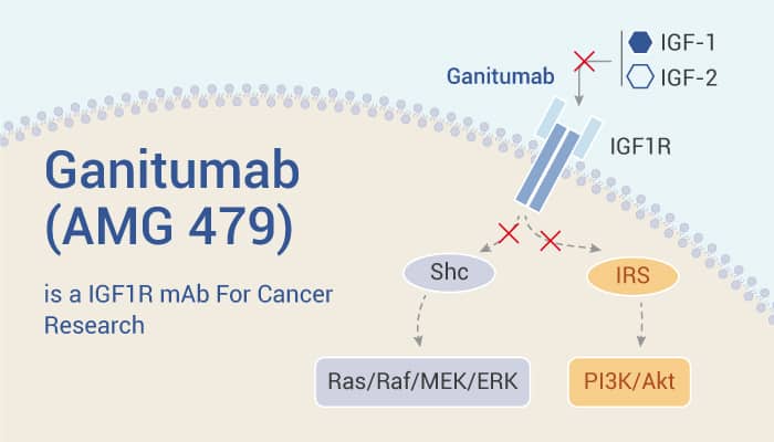 Ganitumab - Ganitumab (AMG 479) is an IGF1R mAb for Cancer Research