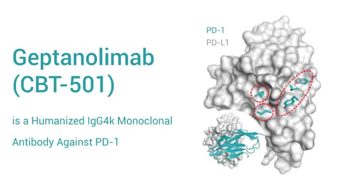 Geptanolimab is a Humanized IgG4k Antibody Against PD 1 2023 0227 - Geptanolimab (CBT-501) is a Anti-PD-1 Monoclonal Antibody for Solid Tumor Research