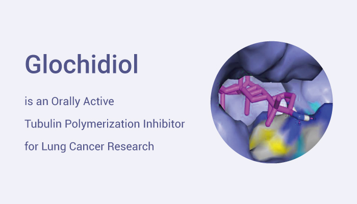 Glochidiol is A Tubulin Inhibitor 2023 0526 - Glochidiol is an Orally Active Tubulin Polymerization Inhibitor for Lung Cancer Research