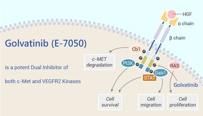 Golvatinib E 7050 is a potent Dual Inhibitor of both c Met and VEGFR2 Kinases 2021 06 24 - Golvatinib (E-7050) is a potent Dual Inhibitor of both c-Met and VEGFR2 Kinases
