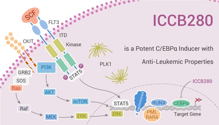 ICCB280 is a Potent CEBPα Inducer with Anti Leukemic Properties 2020 01 26 - ICCB280 is a Potent C/EBPα Inducer with Anti-Leukemic Properties