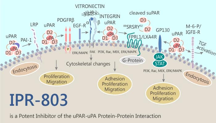 IPR 803 is a Potent Inhibitor of the uPAR•uPA Protein Protein Interaction 2019 10 28 - IPR-803 is a Potent Inhibitor of the uPAR•uPA Protein-Protein Interaction