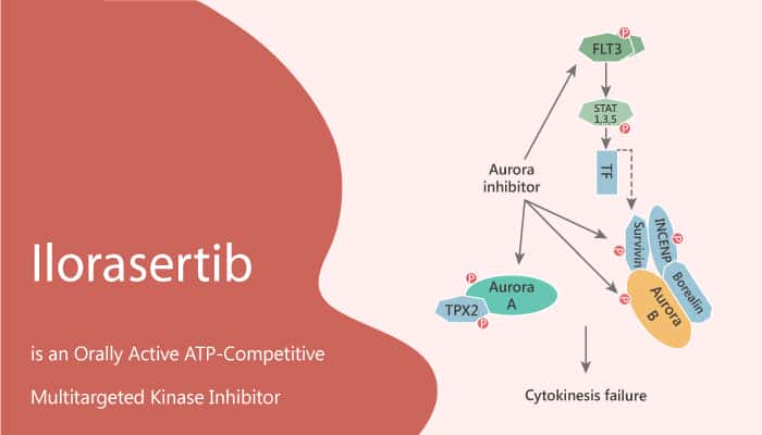 Ilorasertib is an Orally Active ATP Competitive Multi targeted Kinase Inhibitor 2020 09 29 - Ilorasertib is an Orally Active ATP-Competitive Multitargeted Kinase Inhibitor