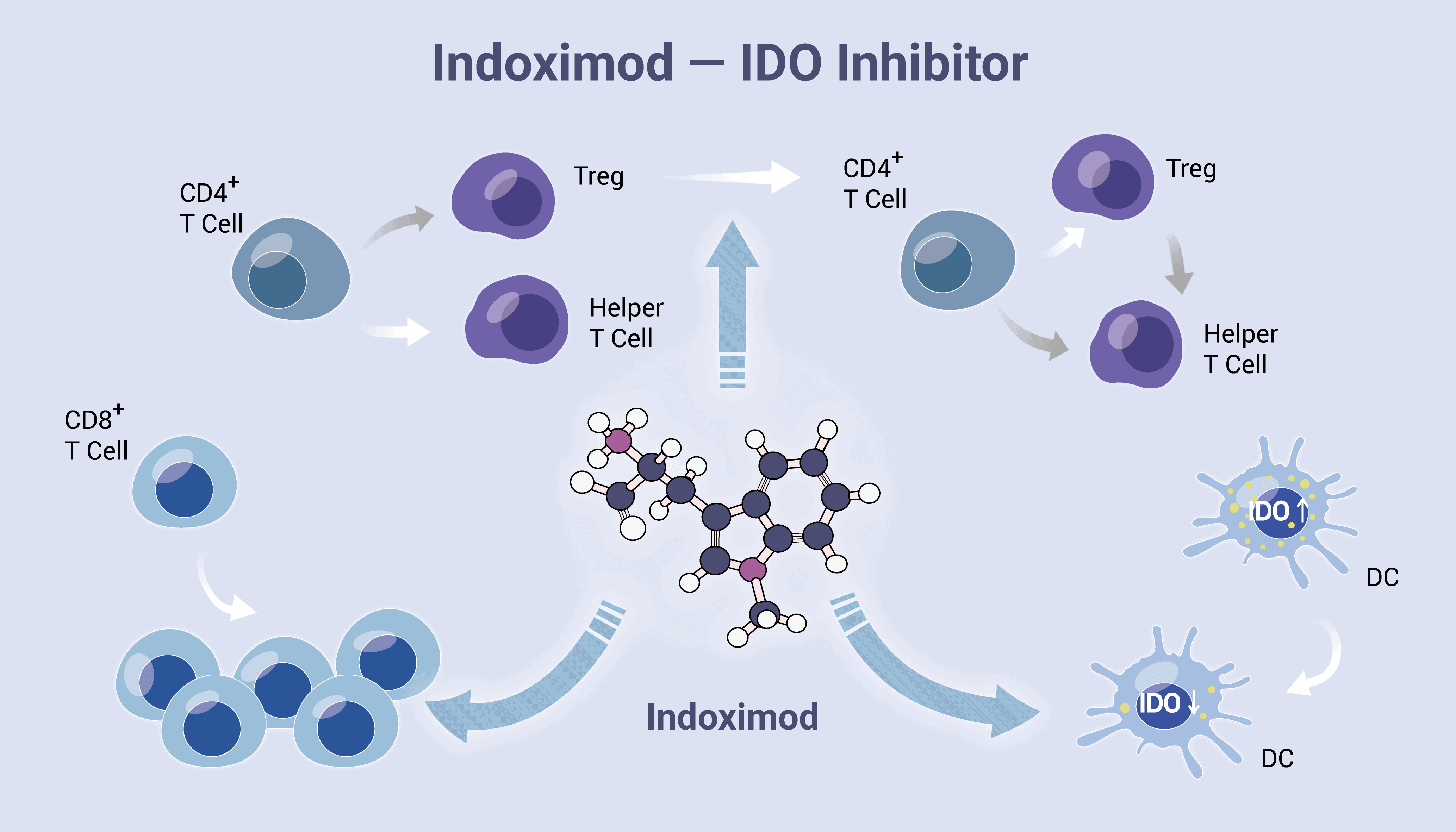 Indoximod An Immunometabolic Adjuvant is an IDO Pathway Inhibitor 2022 02 25 01 - Indoximod, An Immunometabolic Adjuvant, is an IDO Pathway Inhibitor