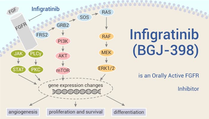 Infigratinib BGJ 398 is an Orally Active FGFR Inhibitor 2021 10 08 - Infigratinib (BGJ-398) is an Orally Active FGFR Inhibitor