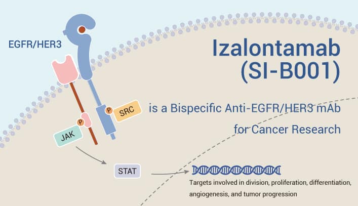 Izalontamab is An EGFR Antibody 2023 0315 - Izalontamab (SI-B001) is a Bispecific Anti-EGFR/HER3 mAb for Cancer Research