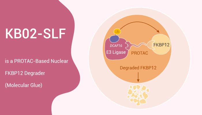 KB02 SLF is a PROTAC Based Nuclear FKBP12 Degrader Molecular Glue 2020 11 04 - KB02-SLF is a PROTAC-Based Nuclear FKBP12 Degrader (Molecular Glue)