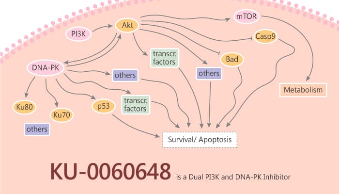 KU 0060648 is a Dual PI3K and DNA PK Inhibitor 2019 10 04 - KU-0060648 is a Dual PI3K and DNA-PK Inhibitor