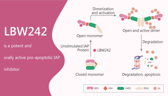 LBW242 is a Potent and Orally Active Proapoptotic IAP Inhibitor 2020 04 11 - LBW242 is a Potent and Orally Active Proapoptotic IAP Inhibitor