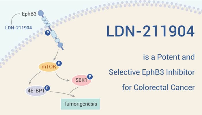 LDN 211904 is An EphB3 Inhibitor 2022 0711 - LDN-211904 is a Potent and Selective EphB3 Inhibitor for Colorectal Cancer Research
