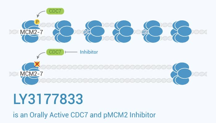 LY3177833 is an Orally Active CDC7 pMCM2 Inhibitor 2022 1109 - LY3177833 is an Orally Active CDC7 and pMCM2 Inhibitor