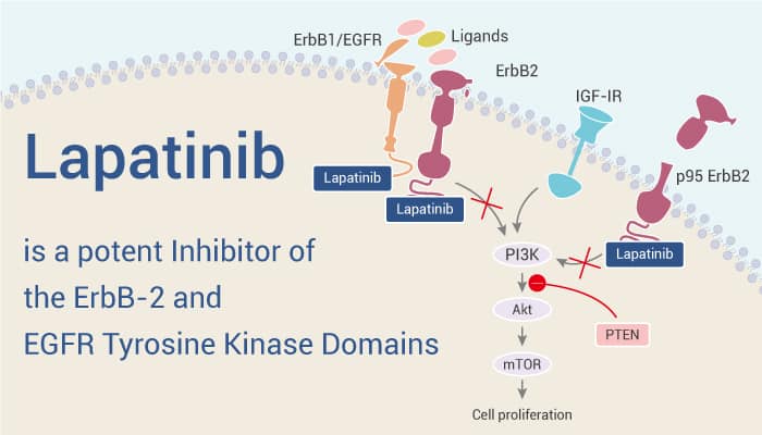 Lapatinib is An ErB2 Inhibitor 0608 - Lapatinib is a Potent Inhibitor of the ErbB-2 and EGFR Tyrosine Kinase Domains