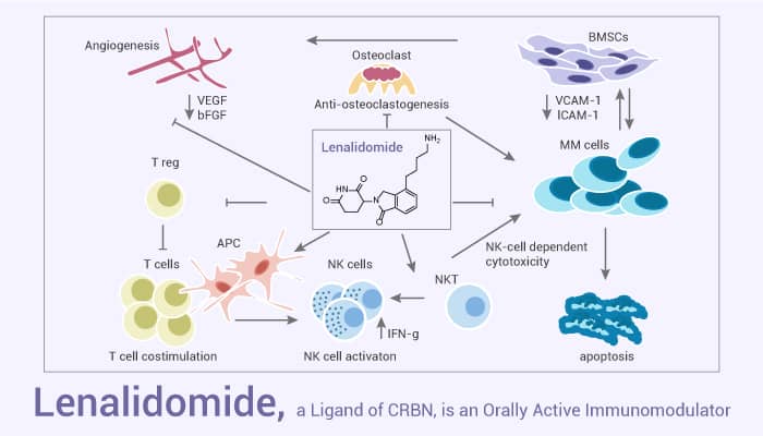 Lenalidomide a Ligand of CRBN is an Orally Active Immunomodulator 2021 05 28 - Lenalidomide, a Ligand of CRBN, is an Orally Active Immunomodulator