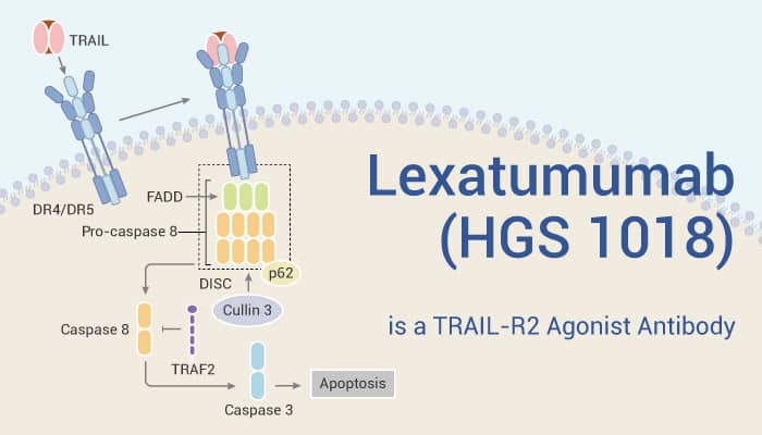 Lexatumumab is a TRAIL R2 Agonist Antibody 2023 0206 - Lexatumumab (HGS 1018) is a TRAIL-R2 Agonist Antibody