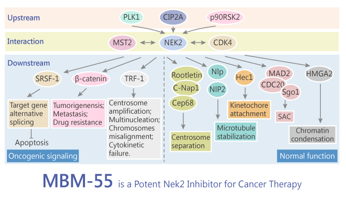 MBM 55 is a Potent Nek2 Inhibitor for Cancer Therapy 2019 07 28 - MBM-55 is a Potent Nek2 Inhibitor for Cancer Therapy