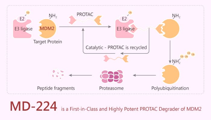 MD 224 is a First in Class and Highly Potent PROTAC Degrader of MDM2 2019 09 10 - MD-224 is a First-in-Class and Highly Potent PROTAC Degrader of MDM2