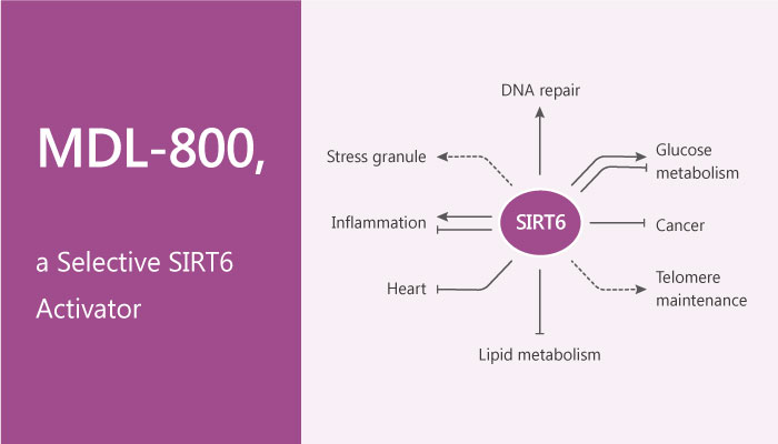 MDL 800 a Selective SIRT6 Activator Increases SIRT6 Deacetylation Activity 2019 05 27 - MDL-800, a Selective SIRT6 Activator, Increases SIRT6 Deacetylation Activity