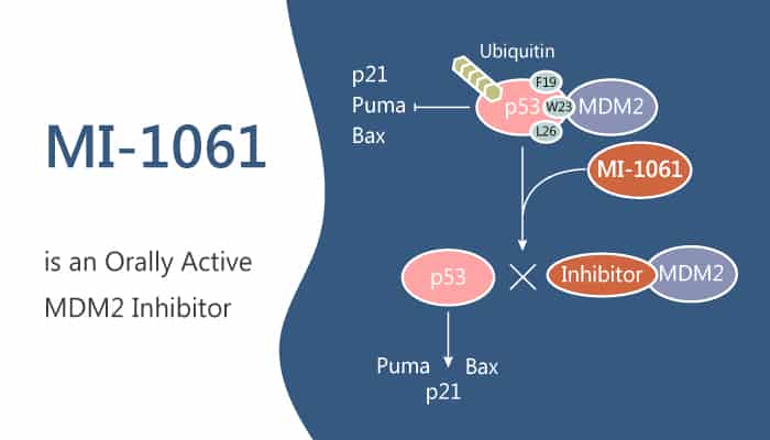 MI 1061 is an Orally Active MDM2 inhibitor 2019 09 04 - MI-1061 is an Orally Active MDM2 Inhibitor