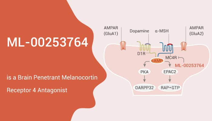 ML 00253764 is a Brain Penetrant Melanocortin Receptor 4 Antagonist 2021 04 29 - ML-00253764 is a Brain Penetrant Melanocortin Receptor 4 Antagonist