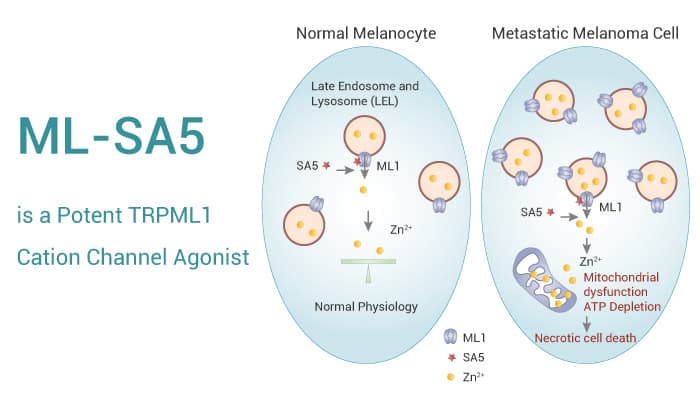 ML SA5 is a Potent TRPML1 Agonist 2023 0207 - ML-SA5 is a Potent TRPML1 Cation Channel Agonist