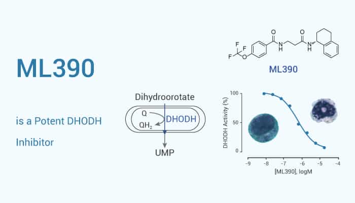 ML390 is a Potent DHODH Inhibitor 2021 02 24 - ML390 is a Potent DHODH Inhibitor