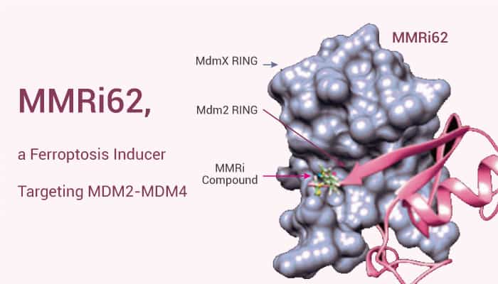 MMRi62 - MMRi62, a Ferroptosis Inducer Targeting MDM2-MDM4