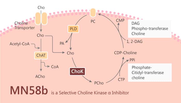 MN58b is a Selective Choline Kinase α Inhibitor 2019 10 11 - MN58b is a Selective Choline Kinase α Inhibitor