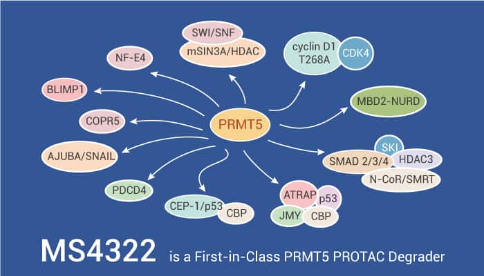 MS4322 is a First in Class PRMT5 PROTAC Degrader 2021 12 20 - MS4322 is a First-in-Class PRMT5 PROTAC Degrader